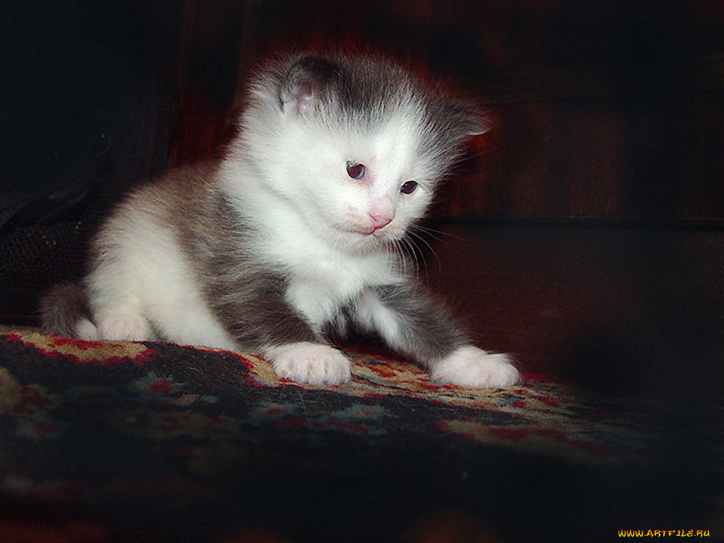 borisova, , , , , 